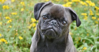 Dog Health Tips for the Spring Dog Health Tips for the Spring