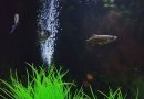 Aquarium Aeration Basics for Your Fish Tank