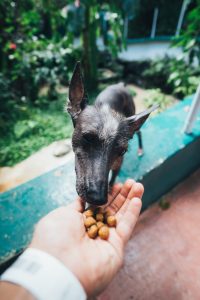 Dog Eating Dry Food