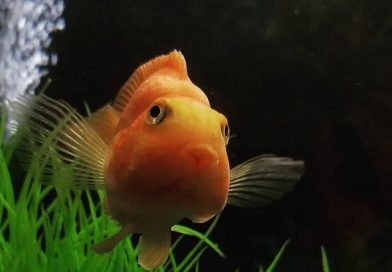 An Introduction to Aquariums and Aquarium Fish