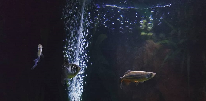 Aquarium Care for Freshwater Fish