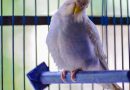 8 Simple Tips For Keeping Your Pet Birds Healthy