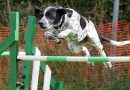 Agility Dog Training