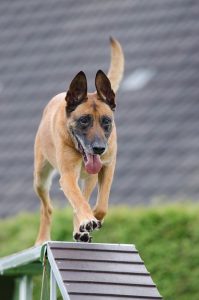 Agility Dog Training 