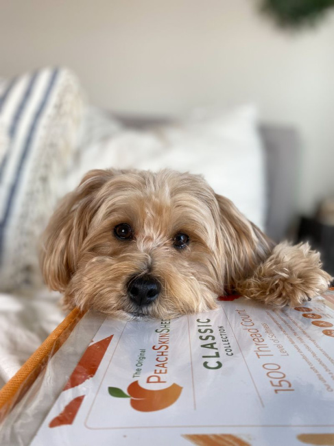 fd6dbc801eac5be768cf2f29387fadf4